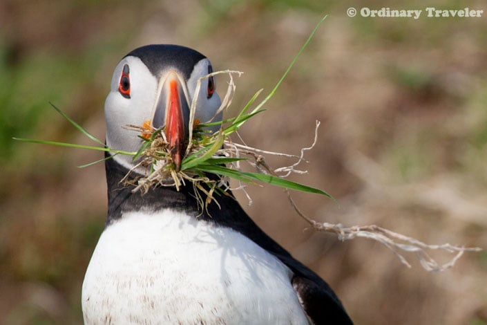 Puffins in the Treshnish Isles of Scotland