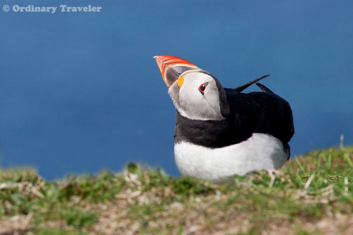 How to See Puffins in the Treshnish Isles of Scotland