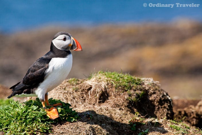 How to See Puffins in the Treshnish Isles of Scotland