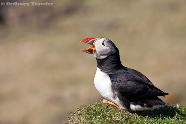 How to See Puffins in the Treshnish Isles of Scotland