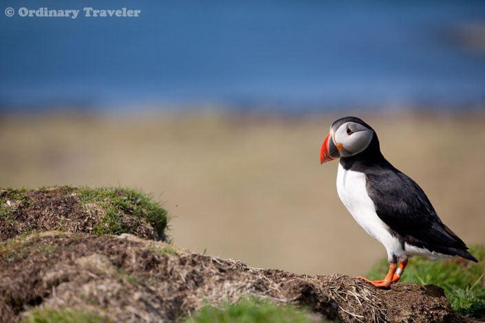How to See Puffins in the Treshnish Isles of Scotland