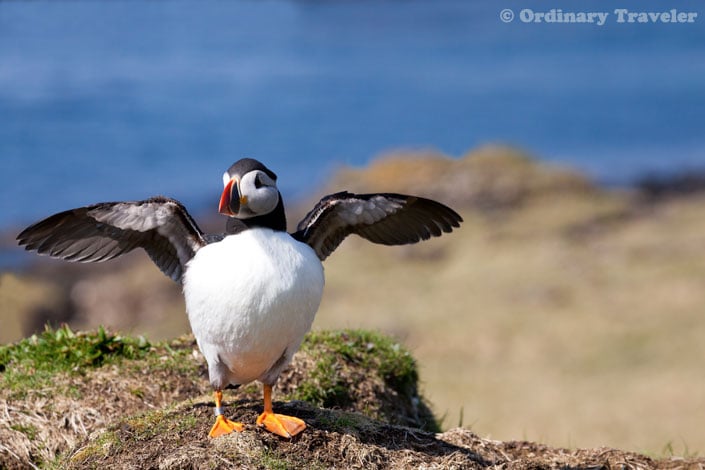 How to See Puffins in the Treshnish Isles of Scotland