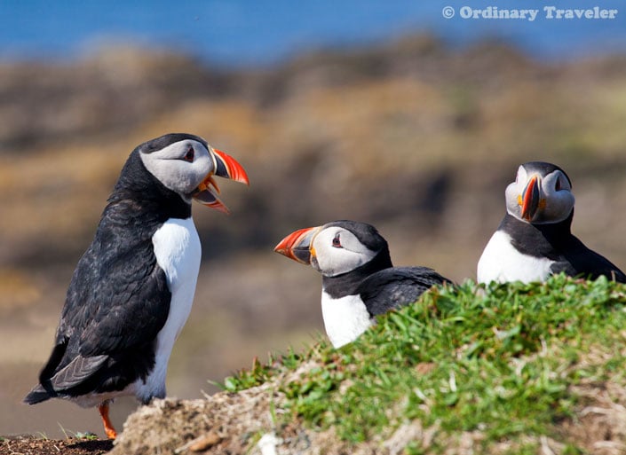 How to See Puffins in the Treshnish Isles of Scotland