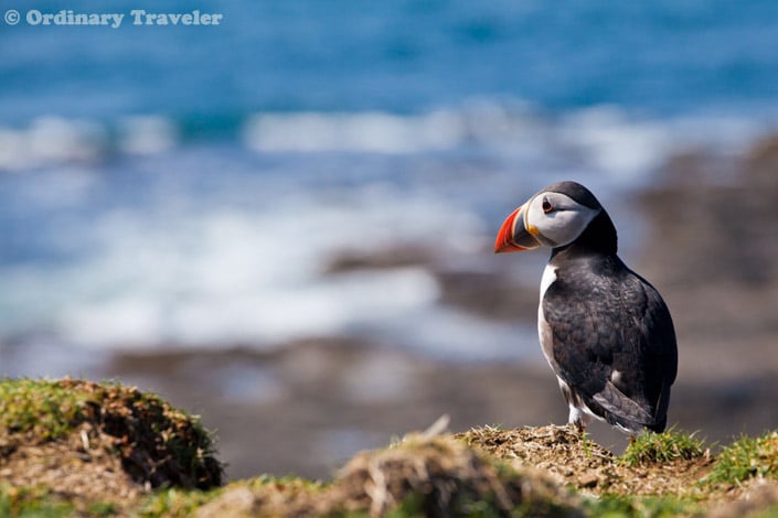 Where to See Puffins Up Close in Scotland