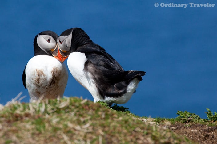 Puffins in Treshnish Isles, Scotland