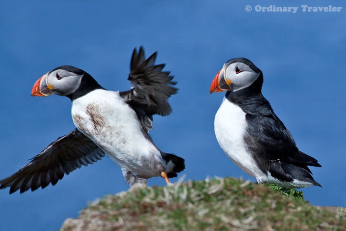 How to See Puffins in the Treshnish Isles of Scotland