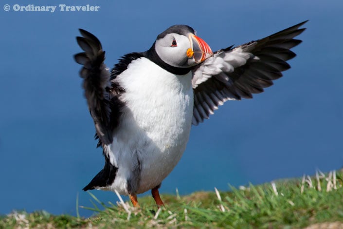 Puffins in Scotland