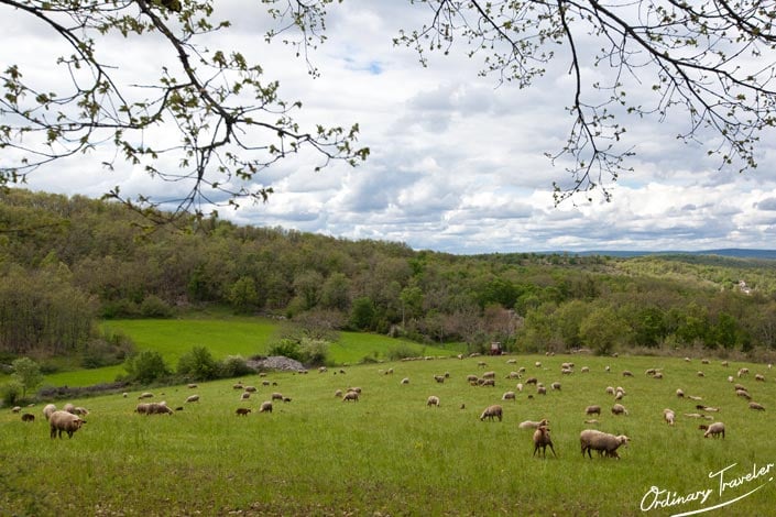 Field of Sheep in the Lot Valley France Near Marcilhac sur Cele