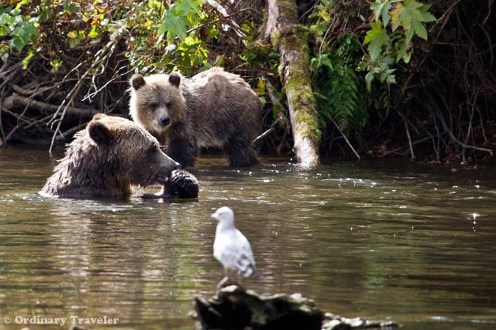 Grizzly Bear Tours in British Columbia, Canada