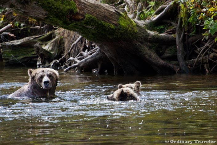 Grizzly Bear Tours in British Columbia, Canada