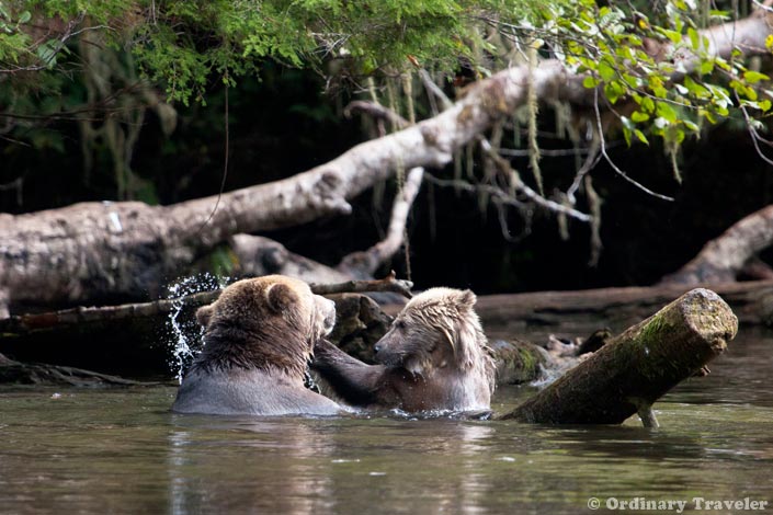Grizzly Bear Tours in British Columbia, Canada