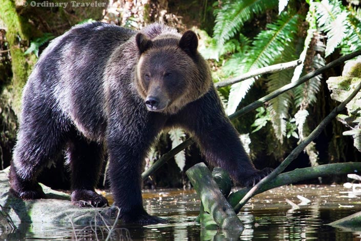 Grizzly Bear Tours in British Columbia, Canada