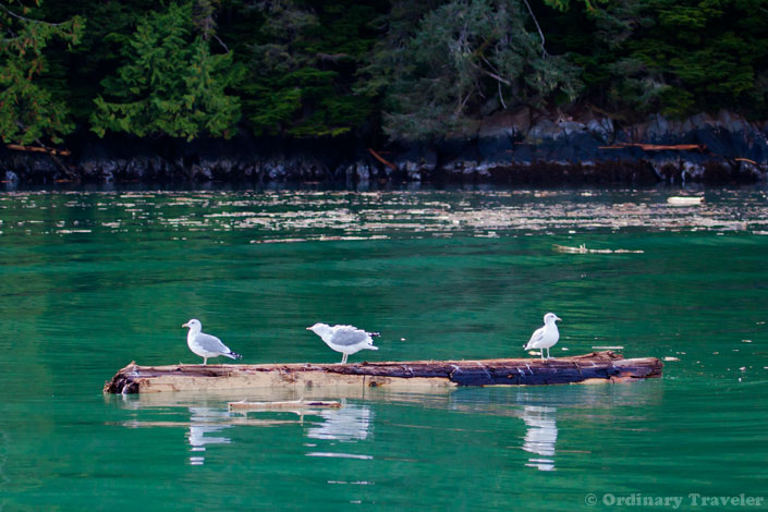 Grizzly Bear Tours in British Columbia, Canada