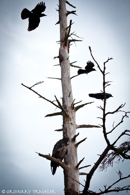 North Vancouver Island Travel Tips Port Hardy Crows and Bald Eagle