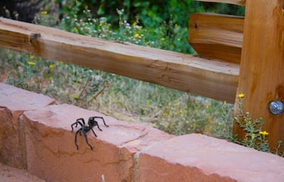 Best Hikes in Zion National Park