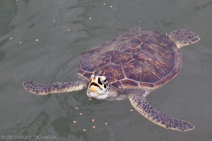 Florida Keys Travel Guide: Everything You Need To Know Turtle Hospital in Marathon, Florida