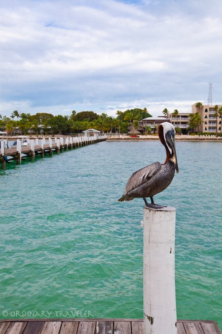 Florida Keys Travel Guide: Everything You Need To Know Cheeca Lodge - Islamorada, Florida Keys