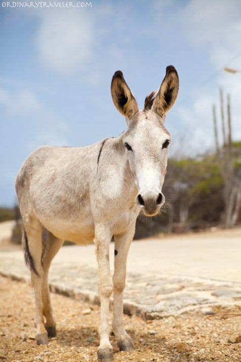 Donkey in Bonaire Caribbean