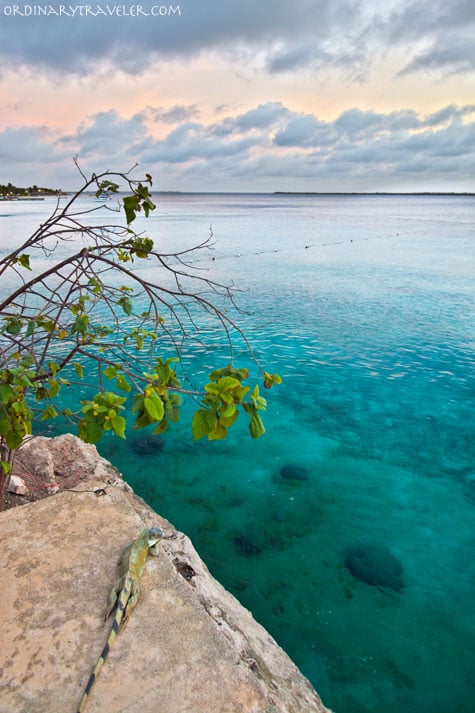 Iguana in Bonaire, Caribbean