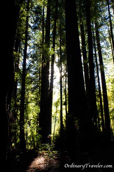 Welcome to Humboldt County - Here is your 420!