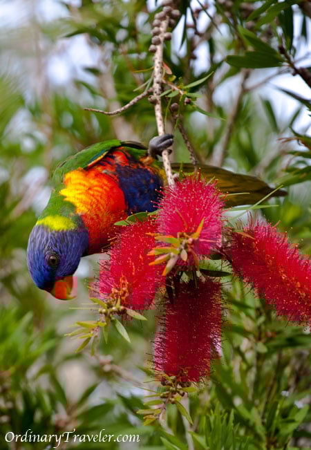 Budget Tips for Taking a Road Trip Along The East Coast of Australia