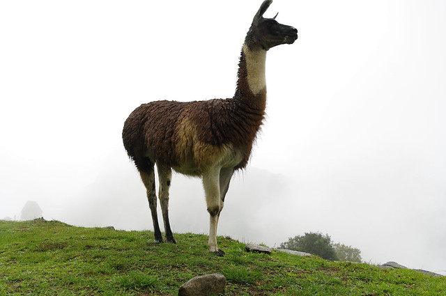 Machu Picchu, Inca Trail (Fourth Day), Peru
