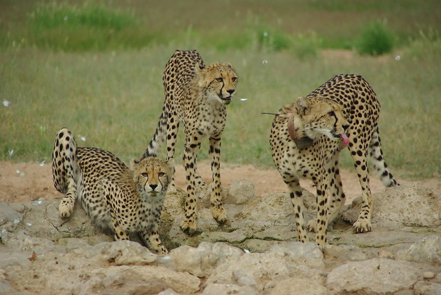 South Africa Travel Tips: Everything You Need to Know