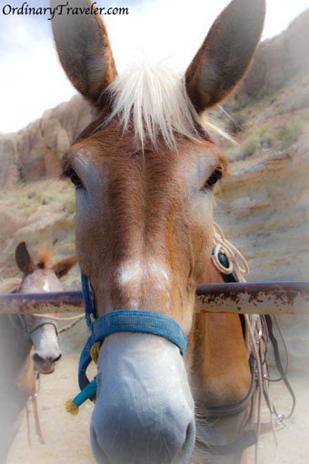 12 Stunning Havasu Falls Photos That Will Inspire Wanderlust