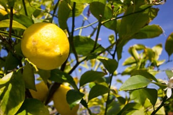 Villa Margherita Bed & Breakfast Garden Lemon