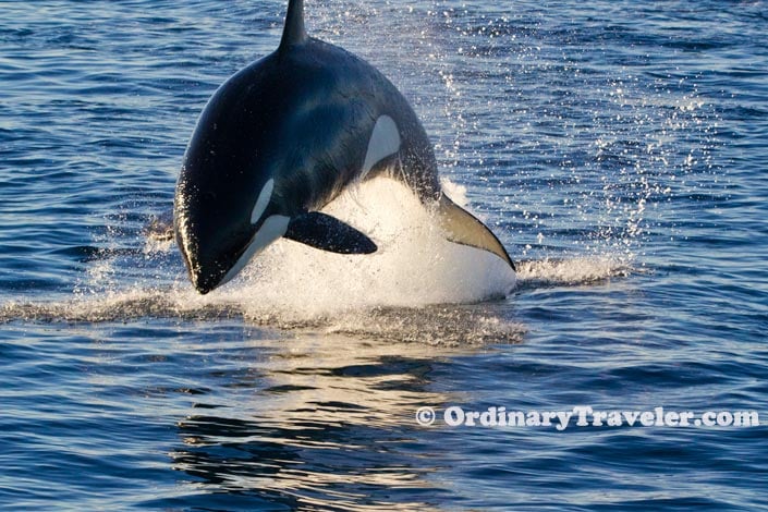 Orcas Versus Gray Whales: Our Once-In-A-Lifetime Whale Watching Experience