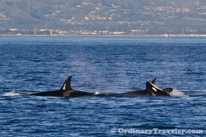 Orcas Versus Gray Whales: Our Once-In-A-Lifetime Whale Watching Experience