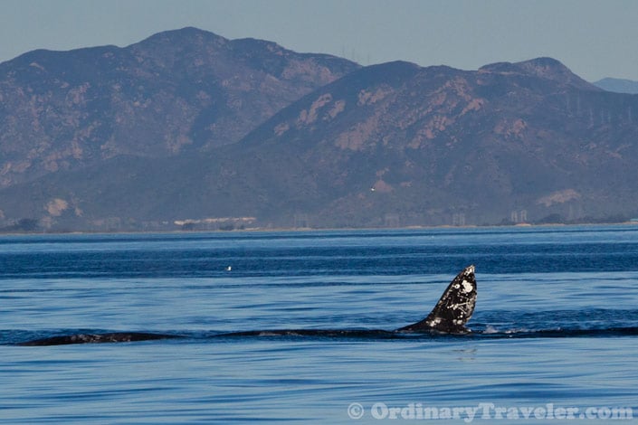 Orcas Versus Gray Whales: Our Once-In-A-Lifetime Whale Watching Experience