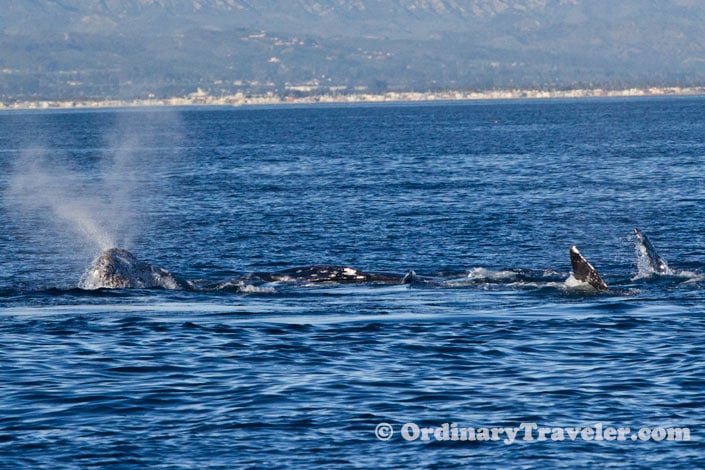 Orcas Versus Gray Whales: Our Once-In-A-Lifetime Whale Watching Experience
