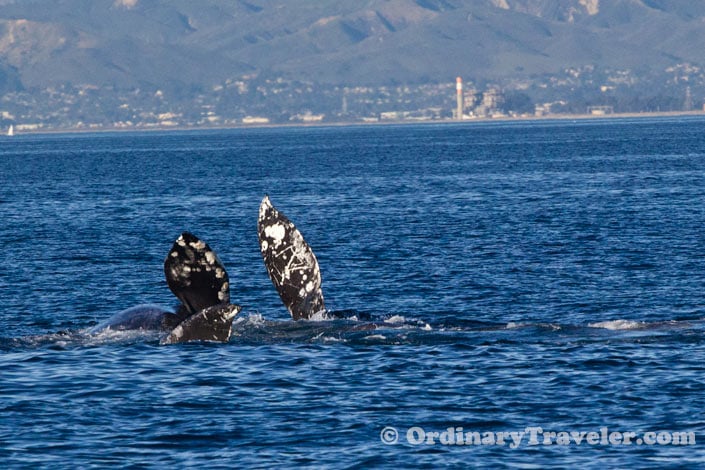 Orcas Versus Gray Whales: Our Once-In-A-Lifetime Whale Watching Experience
