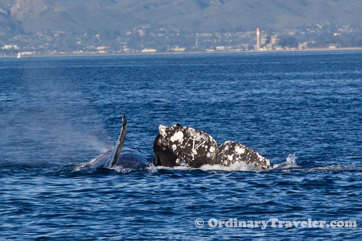 Orcas Versus Gray Whales: Our Once-In-A-Lifetime Whale Watching Experience