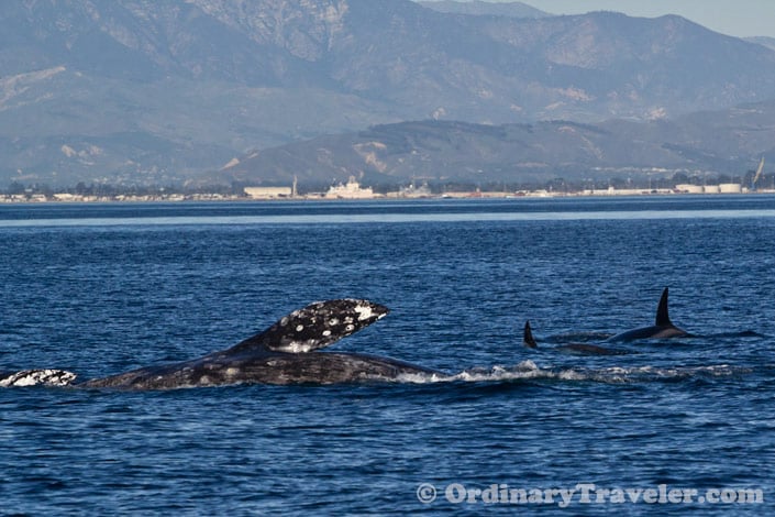 Orcas Versus Gray Whales: Our Once-In-A-Lifetime Whale Watching Experience