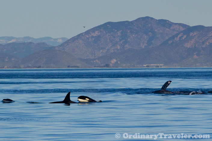 Orcas Versus Gray Whales: Our Once-In-A-Lifetime Whale Watching Experience