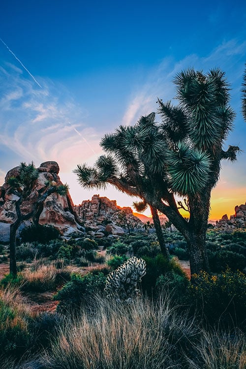 joshua tree camping at sunset