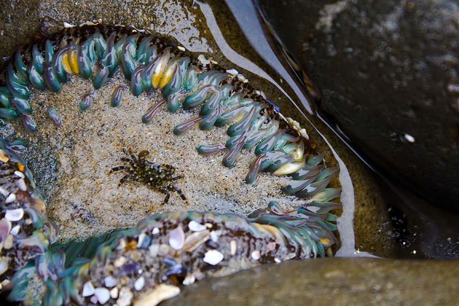 Tide Pools Swamis Encinitas