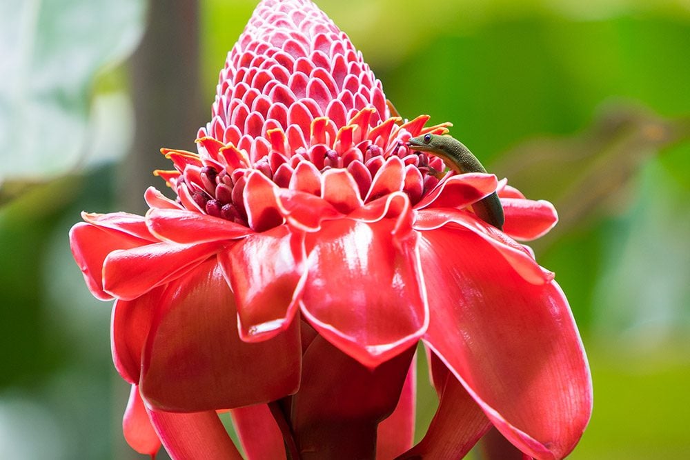 Hawaii Big Island Things To Do