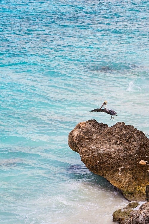 Bonaire Top Caribbean Islands to Visit