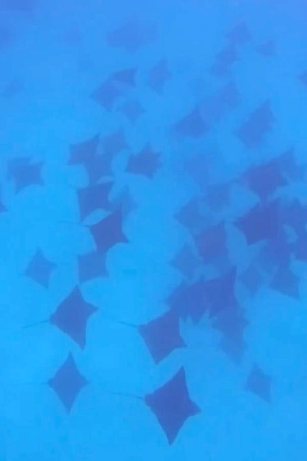 school of eagle rays in bora bora snorkel tour