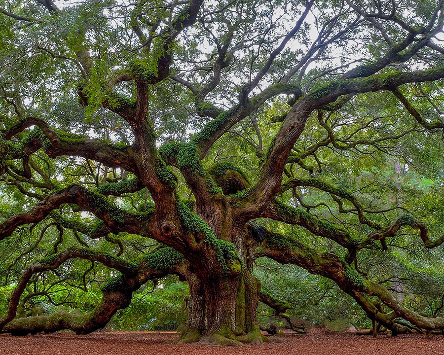 Angel Oak Tree - Charleston, South Carolina