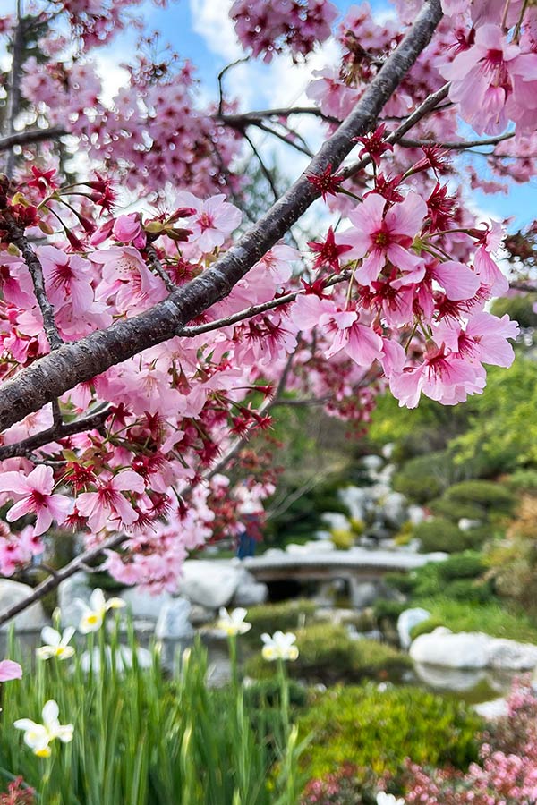 Cherry Blossoms at Japanese Friendship Garden in Balboa Park San Diego
