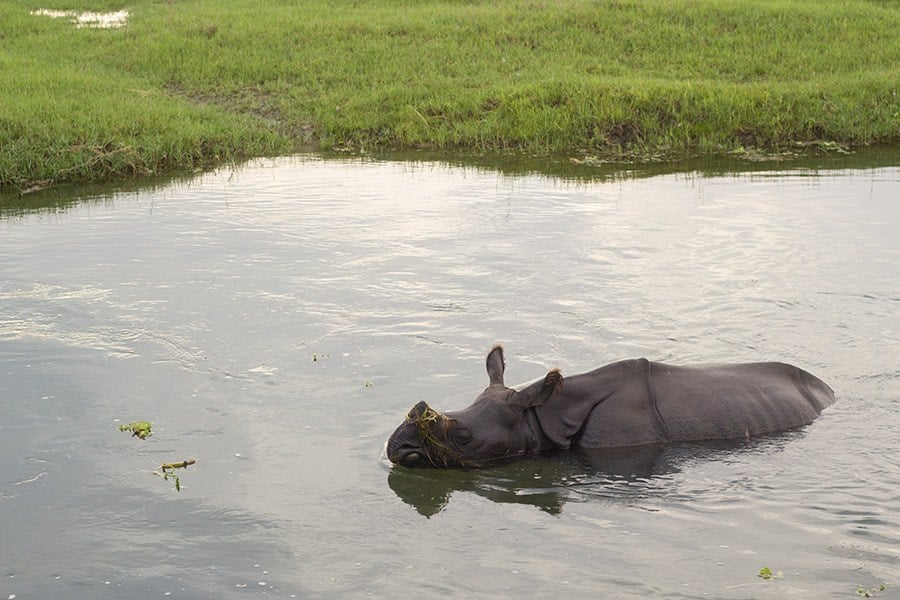 Royal Chitwan National Park Nepal