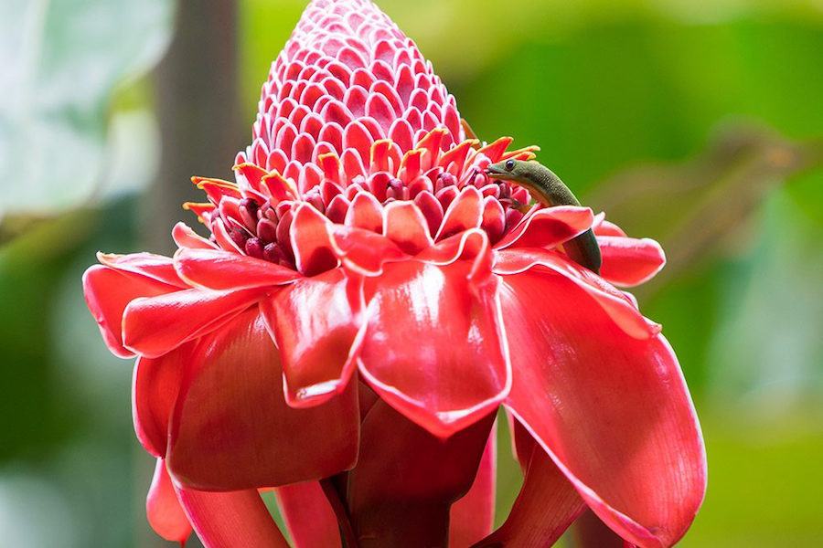 How to Choose the Best Hawaiian Island for Your Vacation