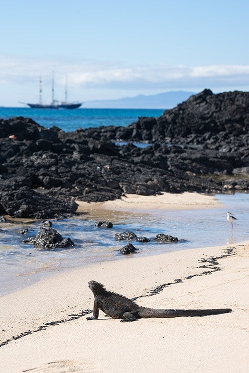 Cerro Dragon - Santa Cruz Island in Galapagos
