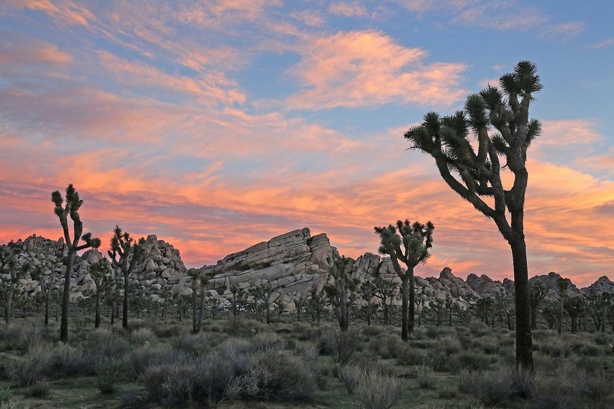 Joshua Trees at sunset