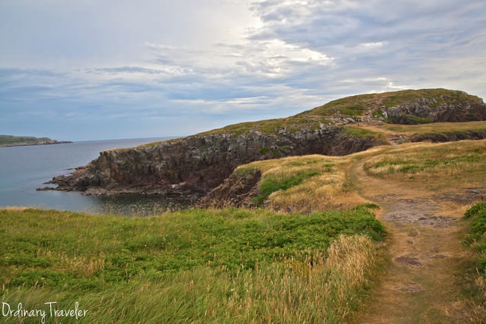 Puffin Viewing in Elliston, Newfoundland