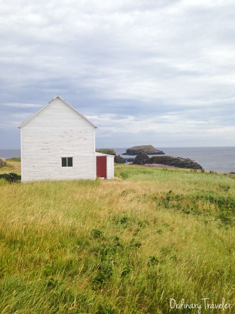 My Day with Puffins in Elliston, Newfoundland